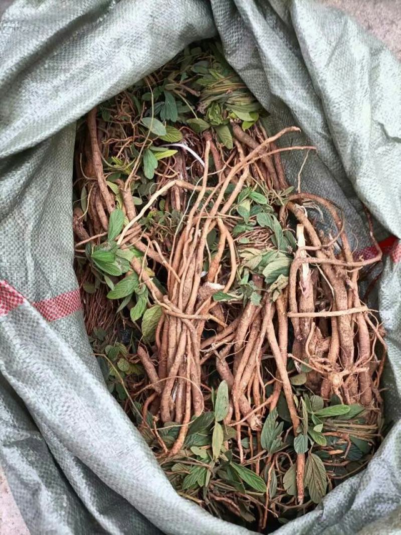 千斤拨，野生小叶千斤拨，大小通货20斤起批，包邮