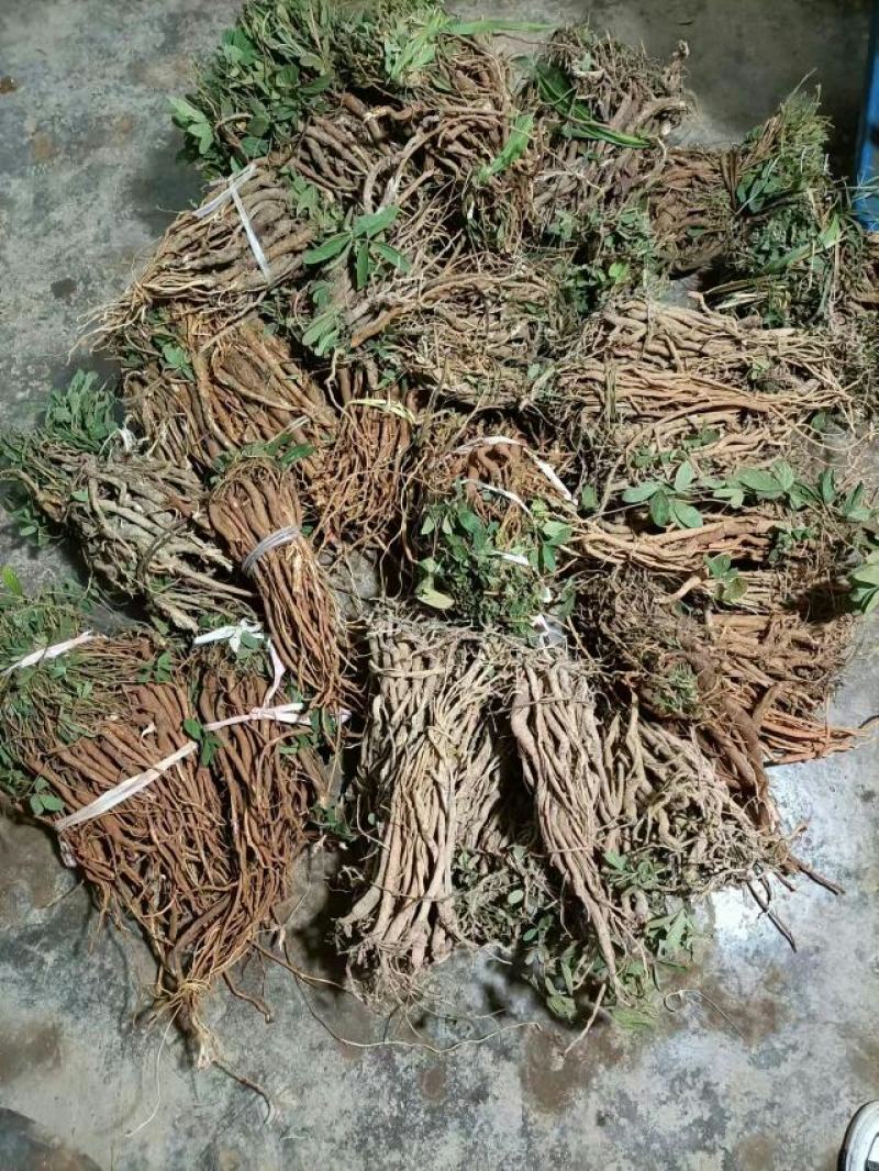 千斤拨，野生小叶千斤拨，大小通货20斤起批，包邮