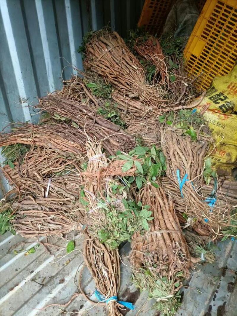 千斤拨，野生小叶千斤拨，大小通货20斤起批，包邮