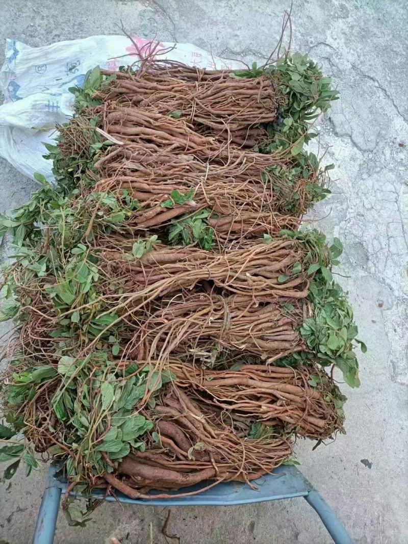 千斤拨，野生小叶千斤拨，大小通货20斤起批，包邮