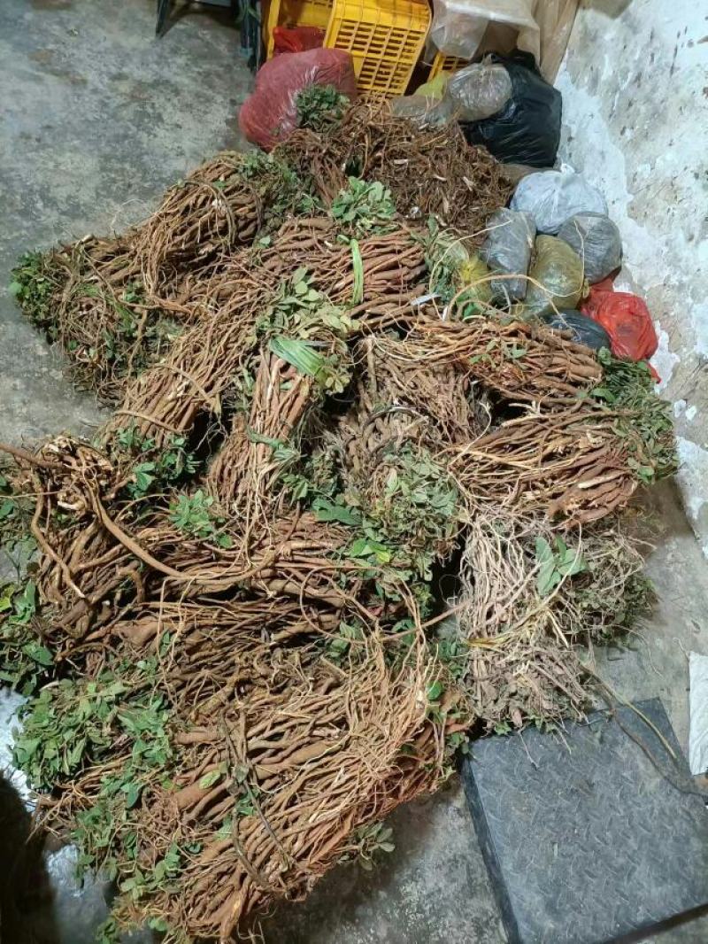 千斤拨，野生小叶千斤拨，大小通货20斤起批，包邮
