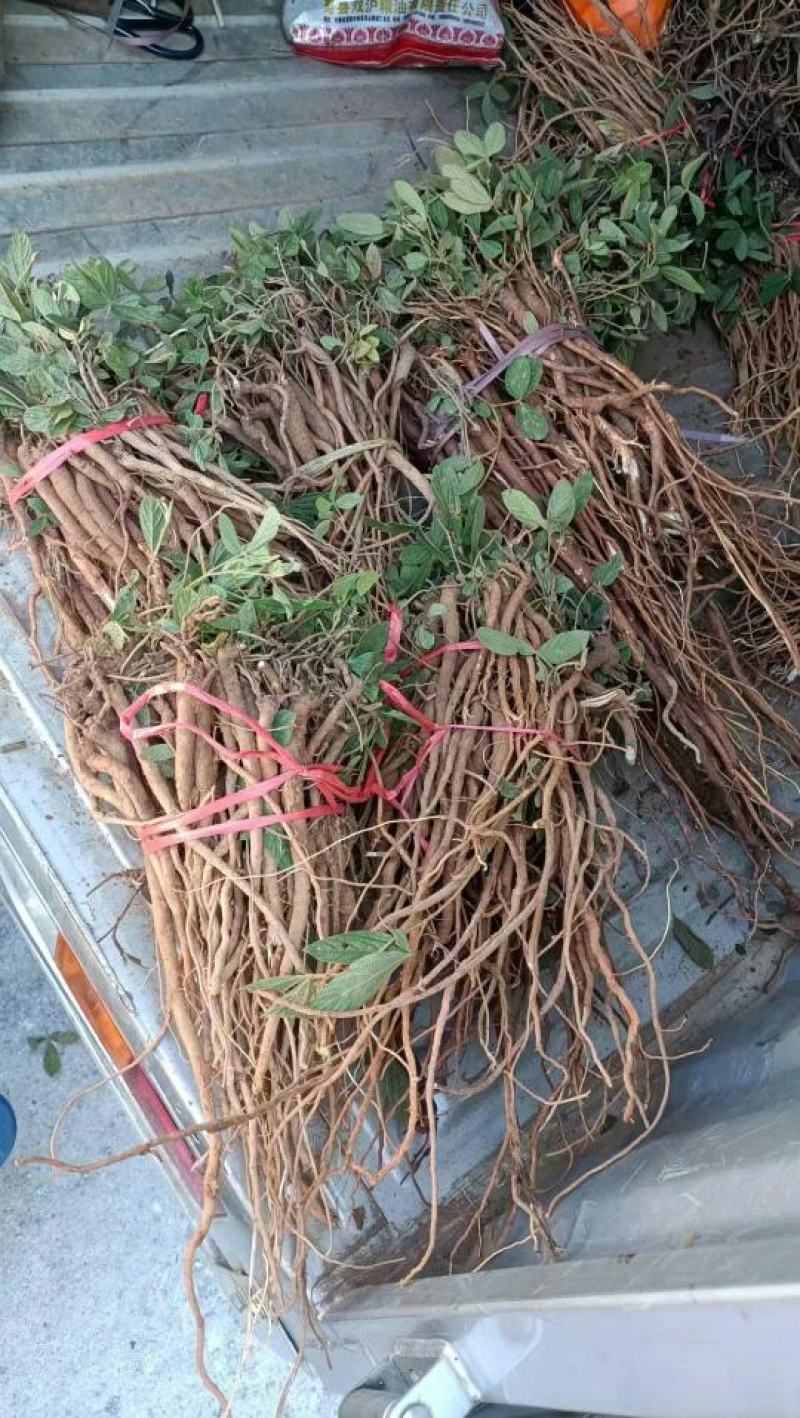 千斤拨，野生小叶千斤拨，大小通货20斤起批，包邮