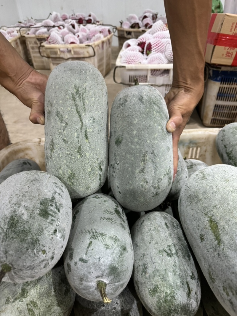 云南小香冬瓜大量上市，对接各大平台，电商市场商超欢迎来电