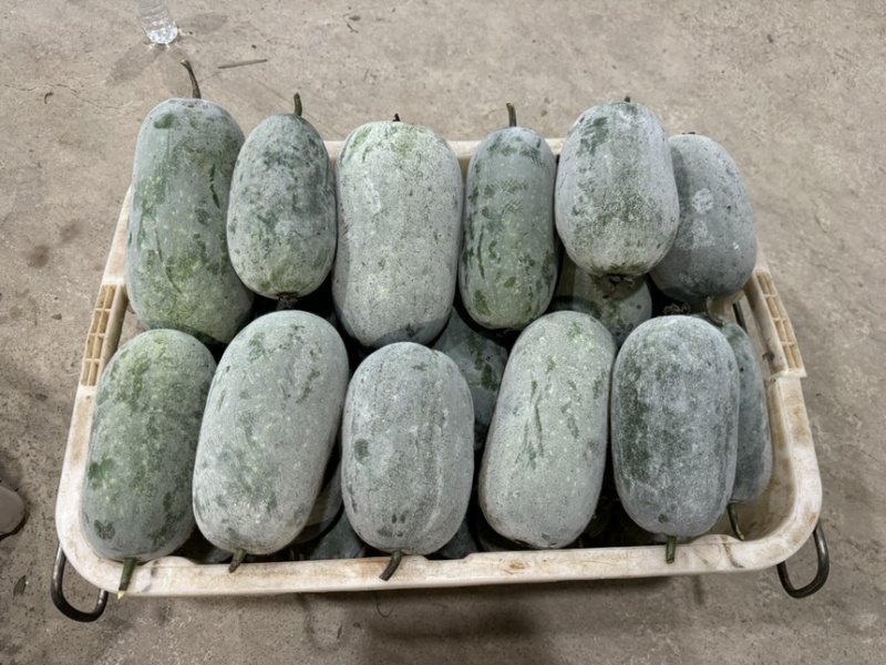云南小香冬瓜大量上市，对接各大平台，电商市场商超欢迎来电