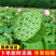 新鲜莲蓬品质保证服务周到产地直发价格美丽
