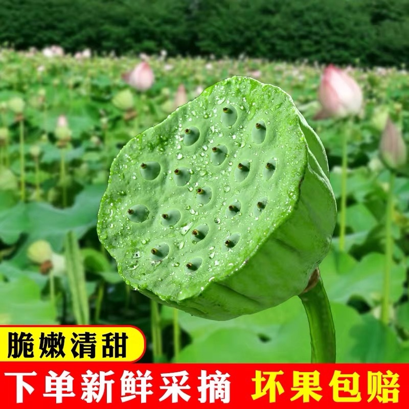 新鲜莲蓬品质保证服务周到产地直发价格美丽
