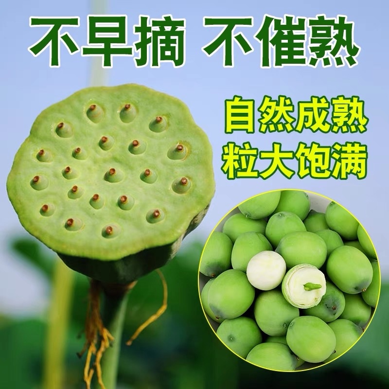 新鲜莲蓬品质保证服务周到产地直发价格美丽
