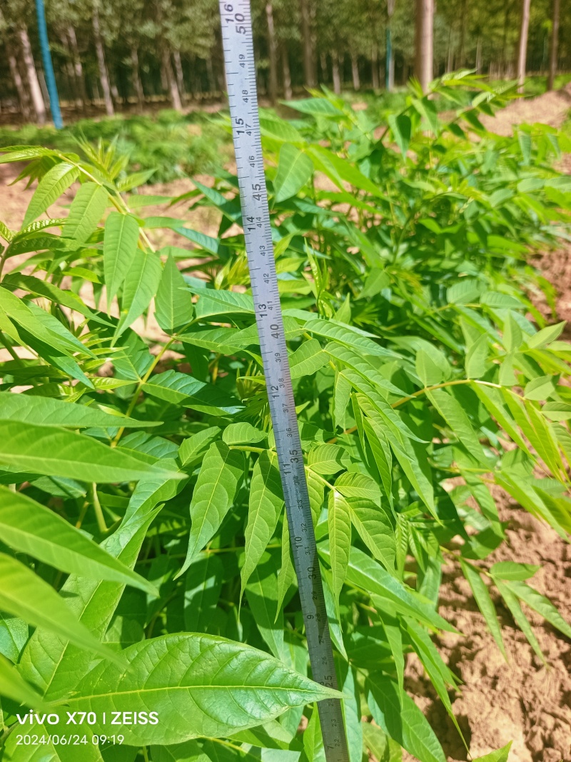 椿树籽播苗根系发达无病虫害欢迎新老老客户前来选购
