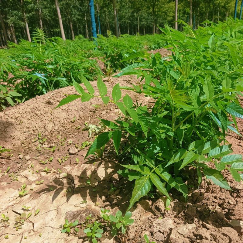 椿树籽播苗根系发达无病虫害欢迎新老老客户前来选购