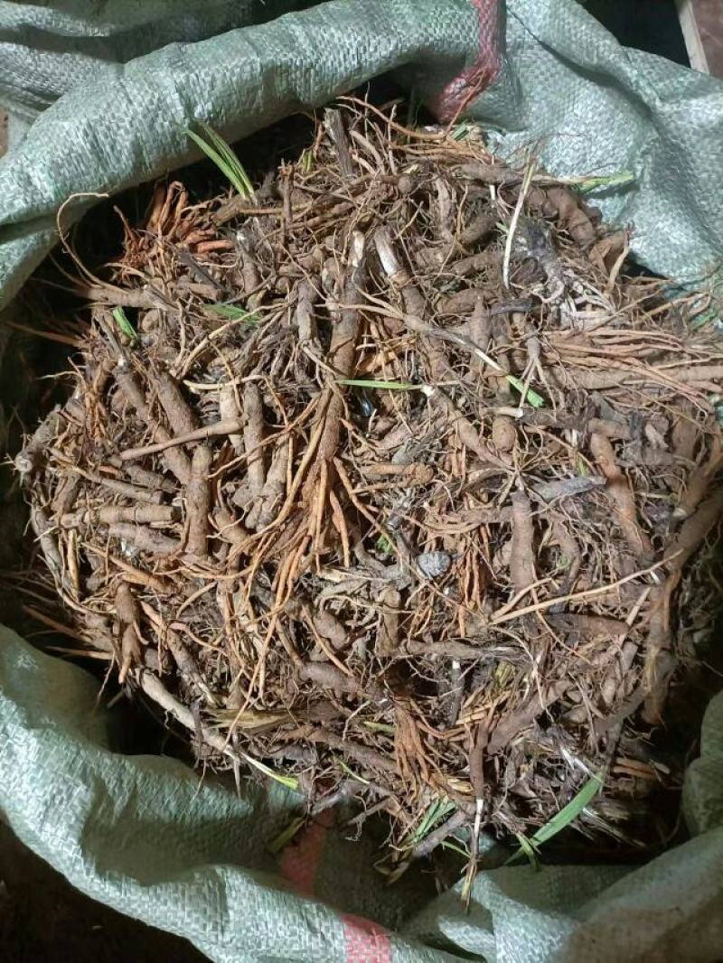 仙茅、小棕根野生山货，大小桶货10斤起批包邮