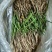 仙茅、小棕根野生山货，大小桶货10斤起批包邮