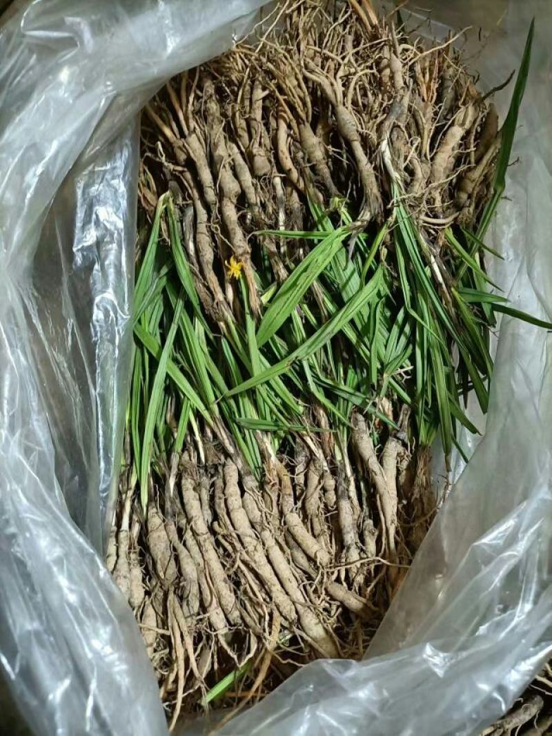 仙茅、小棕根野生山货，大小桶货10斤起批包邮
