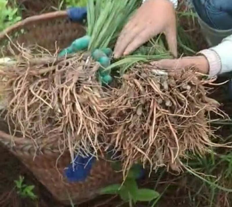 仙茅、小棕根野生山货，大小桶货10斤起批包邮