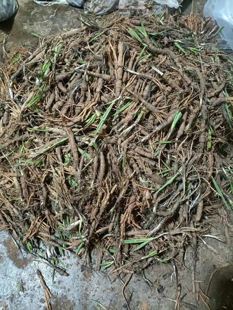 仙茅、小棕根野生山货，大小桶货10斤起批包邮