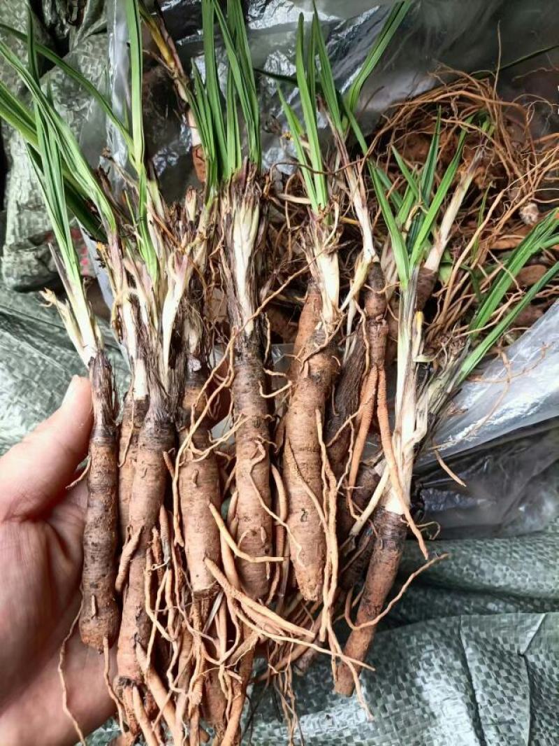仙茅、小棕根野生山货，大小桶货10斤起批包邮