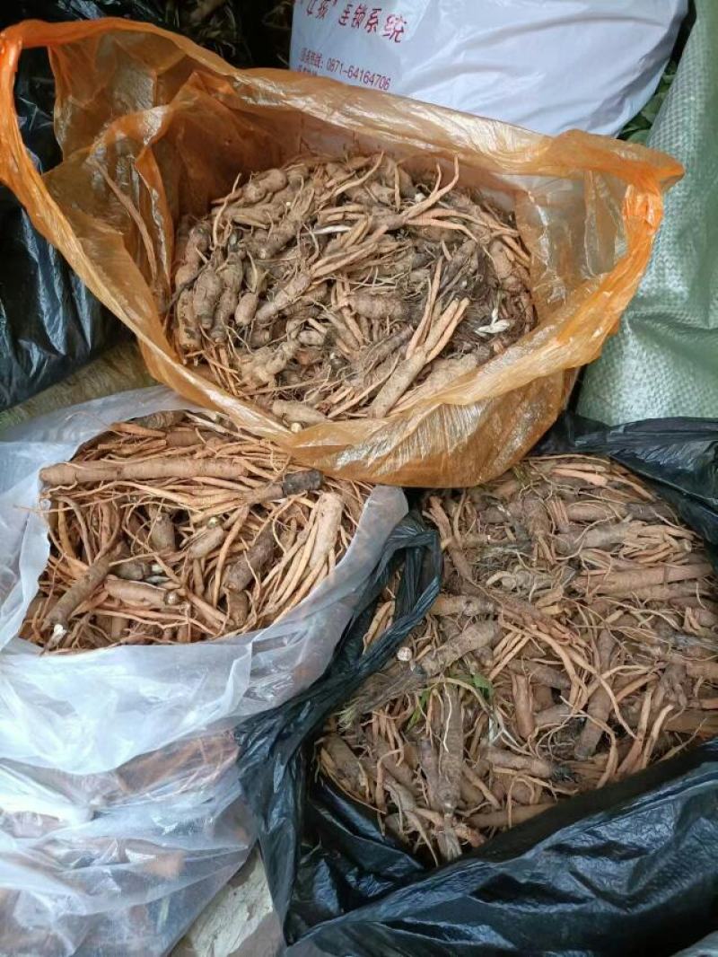 仙茅、小棕根野生山货，大小桶货10斤起批包邮