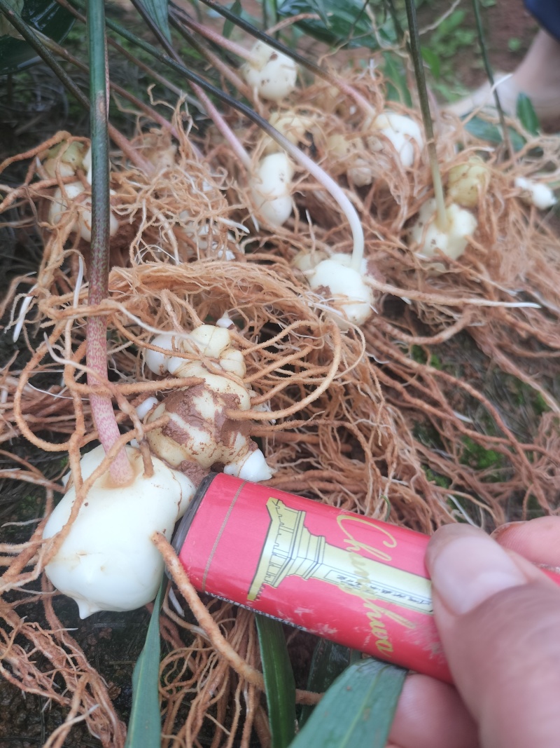 【黄精】红花滇黄精两年苗红花滇黄精一手货源，现挖现发