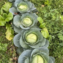 贵州高山莲花白