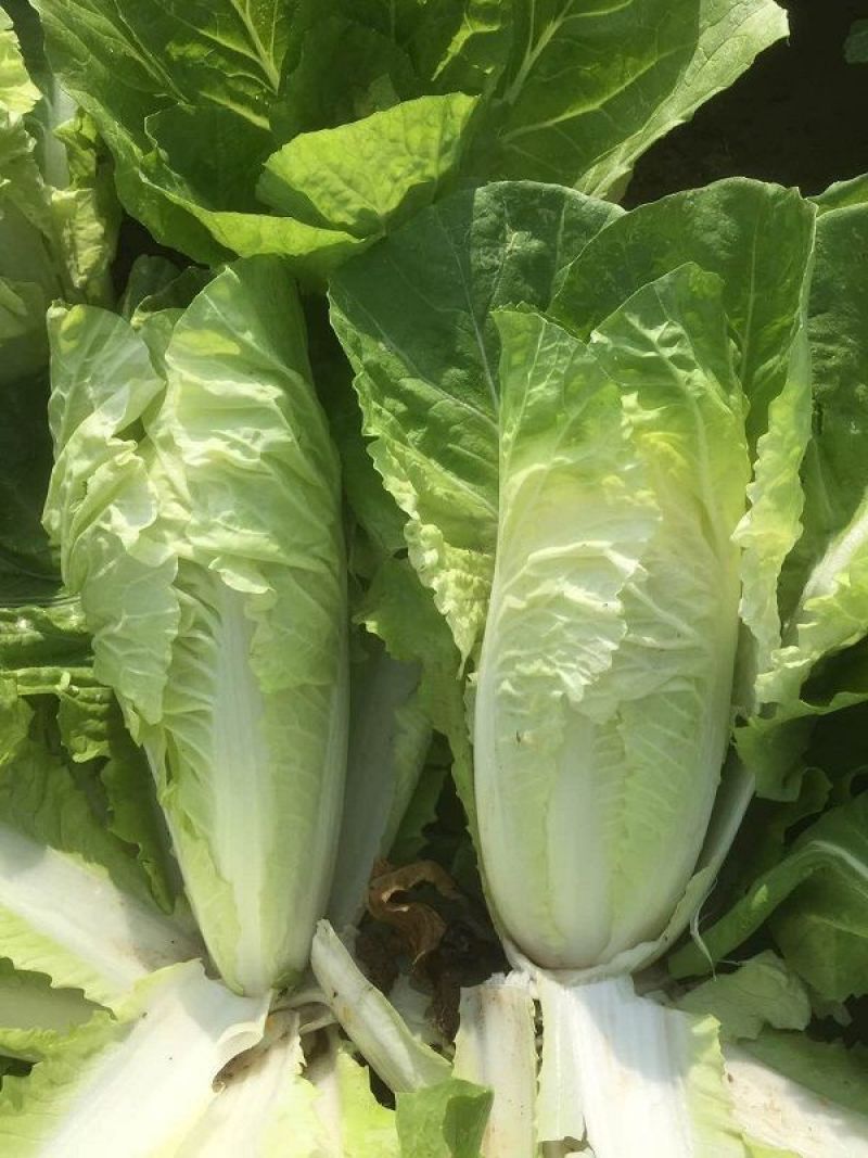 K2快菜小白菜种子耐热高产速生黄芯快菜种子春夏秋四季可播