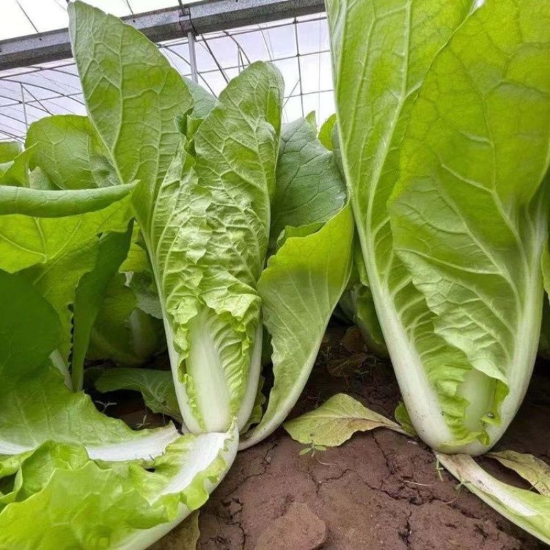 K2快菜小白菜种子耐热高产速生黄芯快菜种子春夏秋四季可播