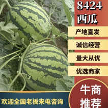 湖北荆州大棚8424。露天8424。黑皮无籽。一条龙