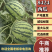 湖北荆州大棚8424。露天8424。黑皮无籽。一条龙