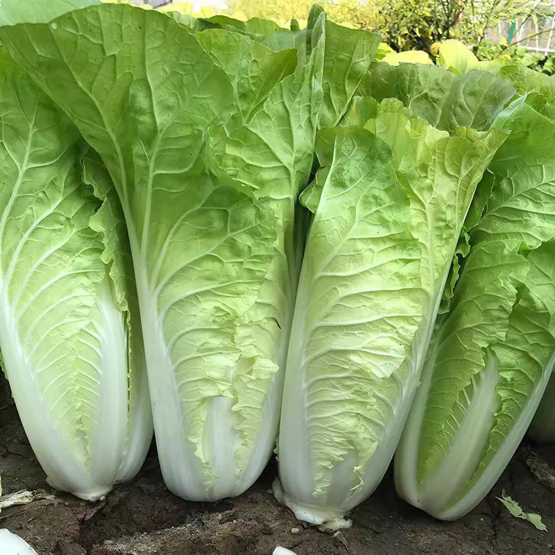 绿领速腾168快菜种子耐热耐湿速生小白菜毛白菜