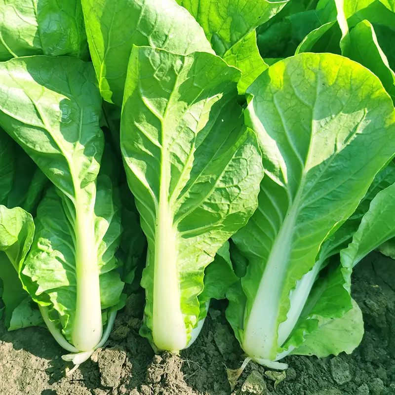 绿领速腾168快菜种子耐热耐湿速生小白菜毛白菜
