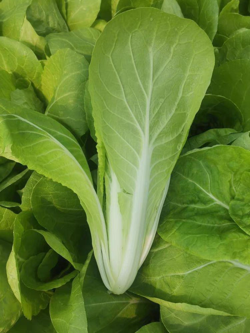 绿领速腾168快菜种子耐热耐湿速生小白菜毛白菜