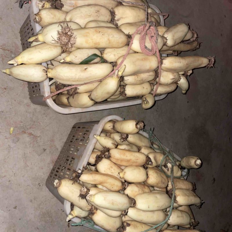 早藕大量上市了。价格美丽。