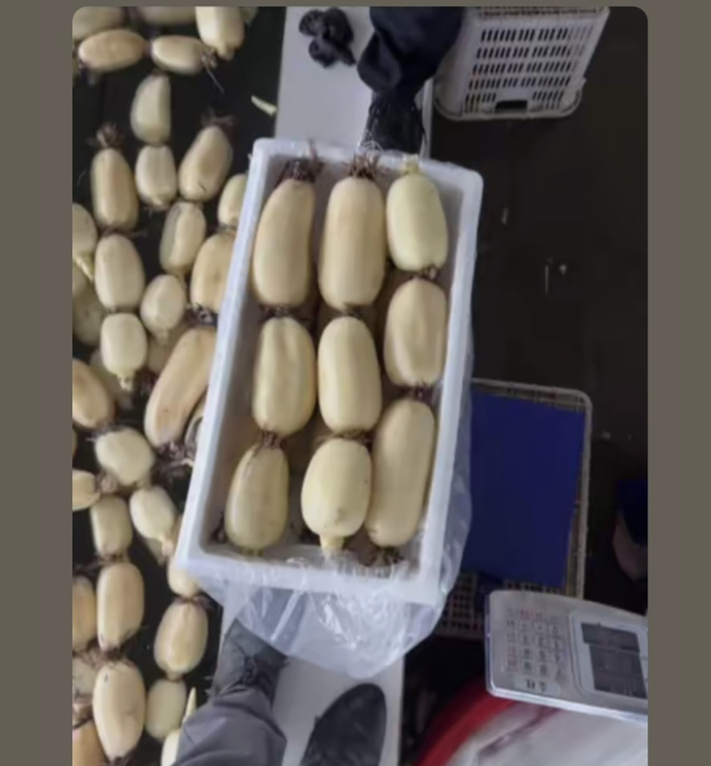 早藕大量上市了。价格美丽。