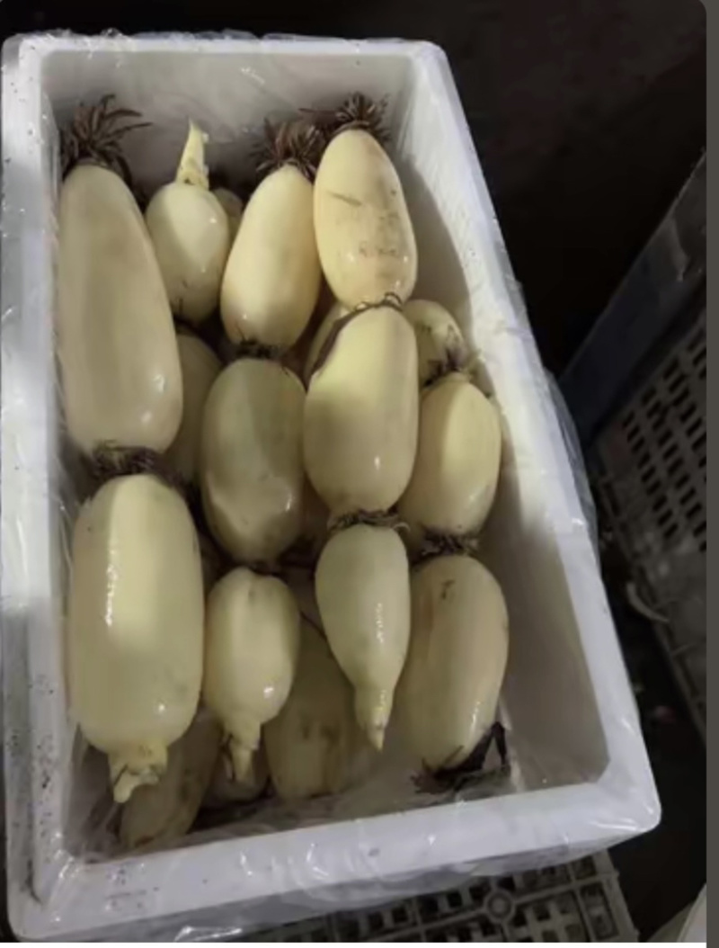 早藕大量上市了。价格美丽。
