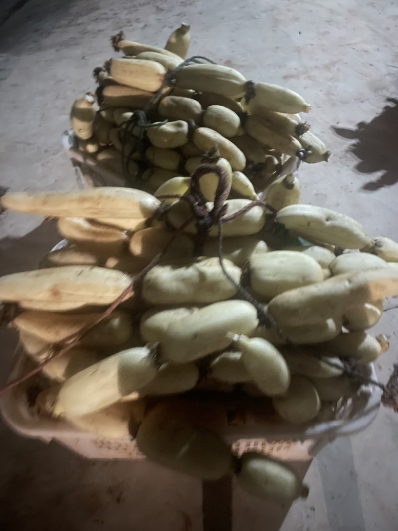 早藕大量上市了。价格美丽。