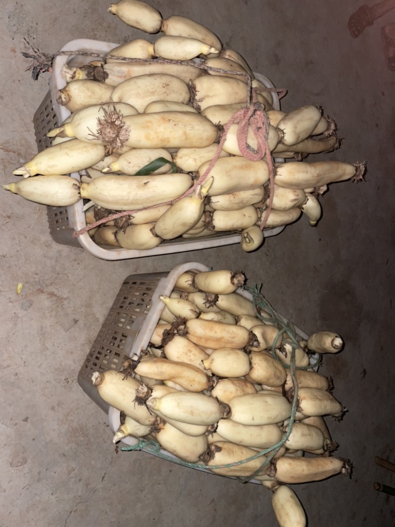早藕大量上市了。价格美丽。
