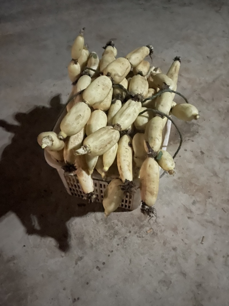 早藕大量上市了。价格美丽。