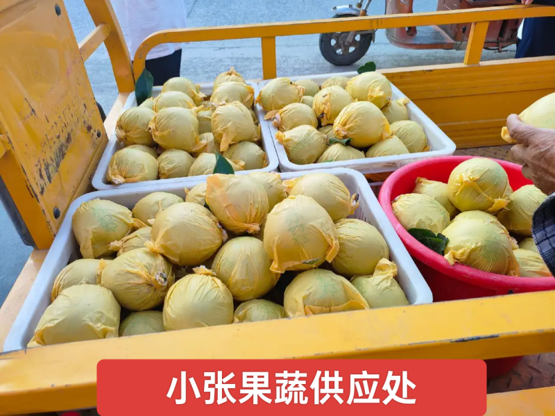 翠冠梨(六月雪)口感细腻核小产地直发供应各大市场