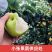 翠冠梨(六月雪)口感细腻核小产地直发供应各大市场