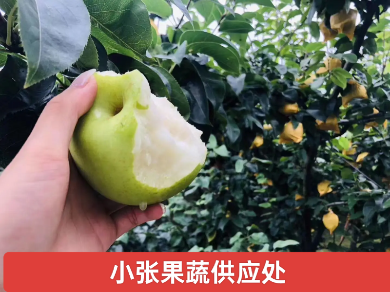 翠冠梨(六月雪)口感细腻核小产地直发供应各大市场