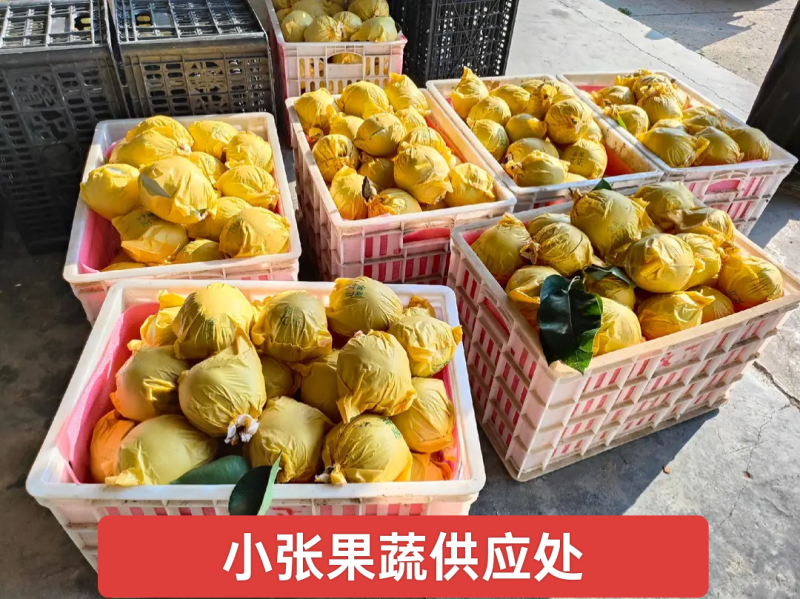 翠冠梨(六月雪)口感细腻核小产地直发供应各大市场