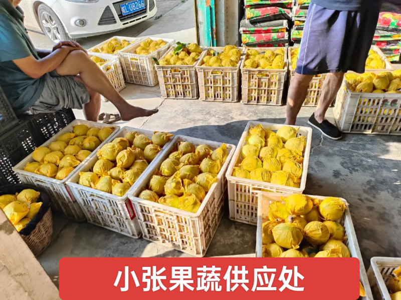 翠冠梨(六月雪)口感细腻核小产地直发供应各大市场