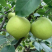 翠玉梨口感细腻核小万亩基地直供保质保量实力代收发电商超