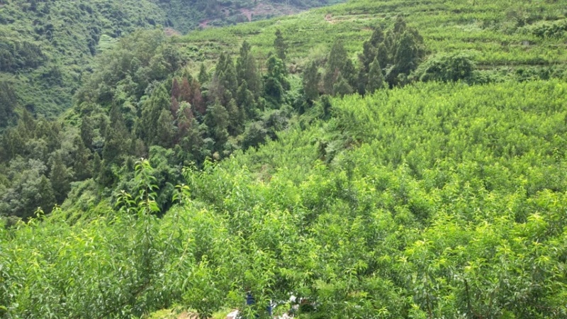 贵州蜂糖李产地直出，统装包邮，支持按件代发。