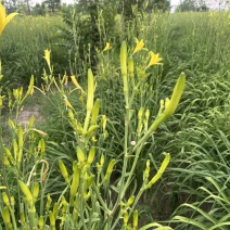 鲜黄花菜黄花菜大量上市新鲜采摘产地直发可远程看货