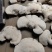 长白山深山老林野生白灵芝质量保证一公斤起包邮质