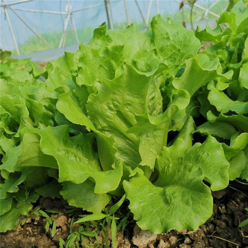 绿领四季生菜种子四季播耐热耐寒耐抽苔可生吃农家蔬菜生菜种