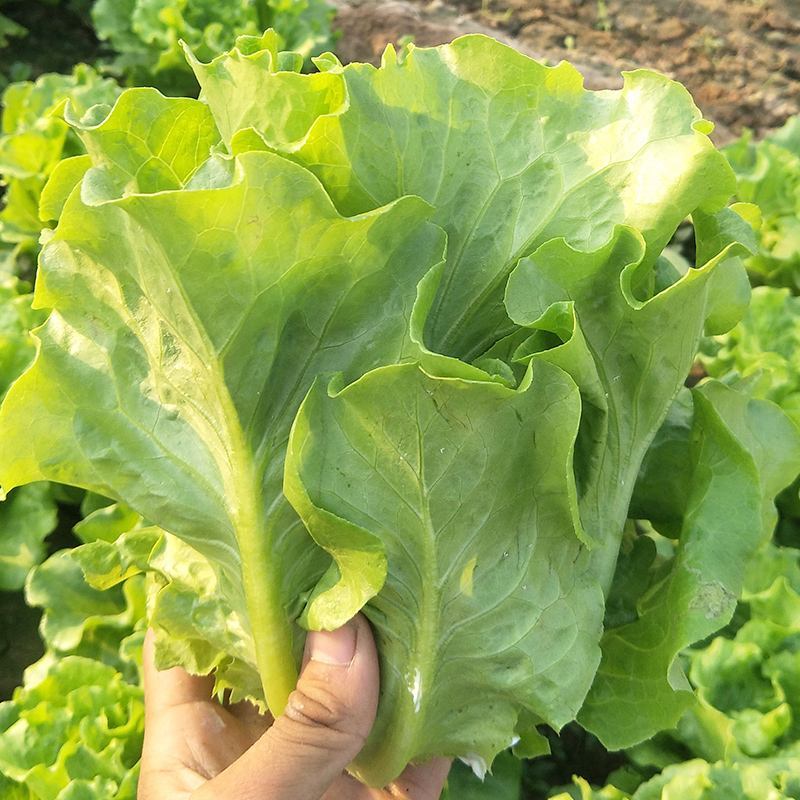 绿领四季生菜种子四季播耐热耐寒耐抽苔可生吃农家蔬菜生菜种
