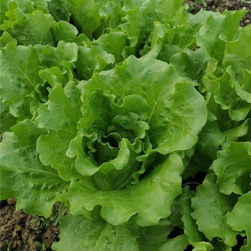 绿领四季生菜种子四季播耐热耐寒耐抽苔可生吃农家蔬菜生菜种