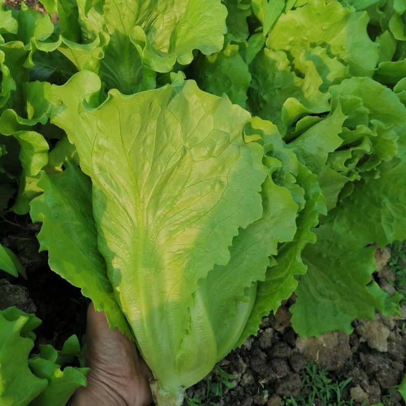 绿领四季生菜种子四季播耐热耐寒耐抽苔可生吃农家蔬菜生菜种