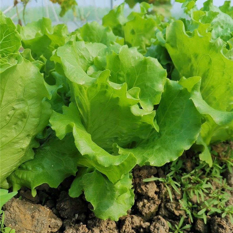 绿领四季生菜种子四季播耐热耐寒耐抽苔可生吃农家蔬菜生菜种