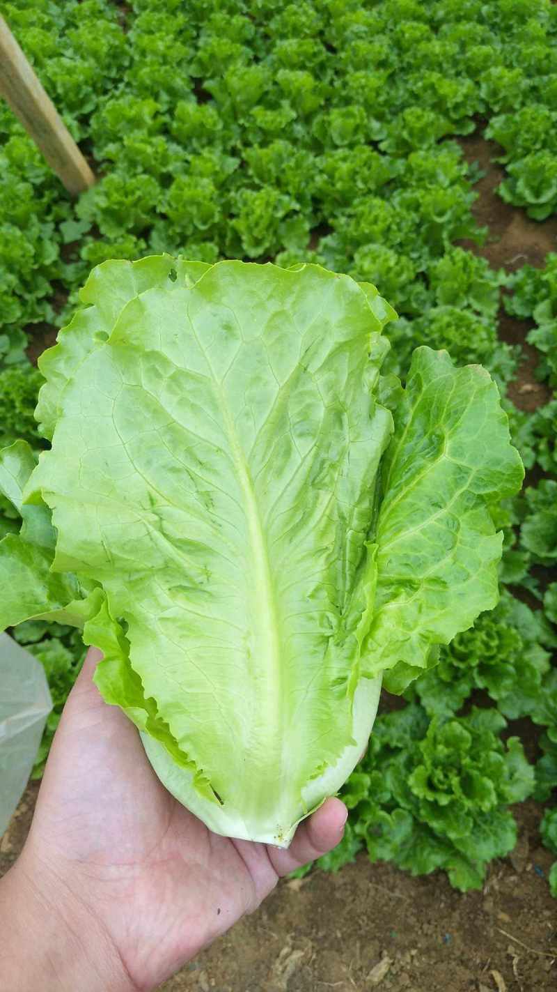 绿领四季生菜种子四季播耐热耐寒耐抽苔可生吃农家蔬菜生菜种